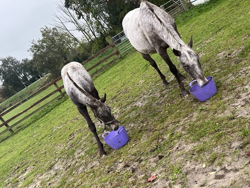 Appaloosa, Stute in Tetenbüll