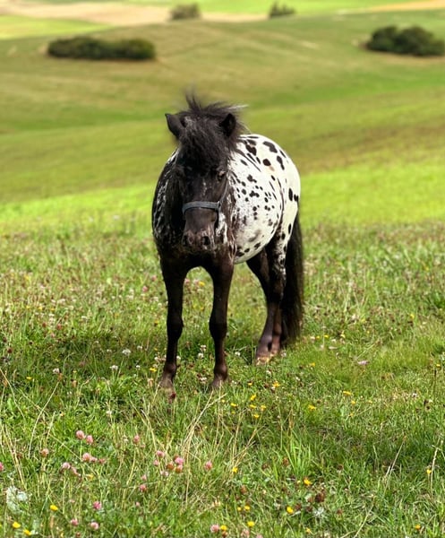 Appaloosa, Wallach in Bad Münstereifel