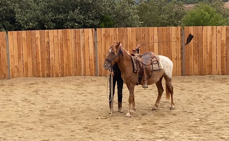 Appaloosa, Wallach in Vierherrenborn