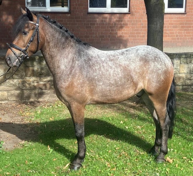 Appaloosa, Wallach in Hopsten