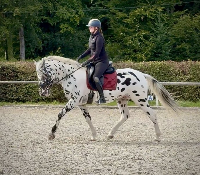 Appaloosa, Wallach in Neustadt (Wied)