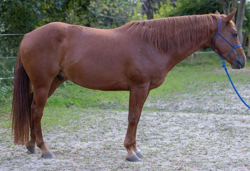 Appaloosa, Wallach in Illmensee