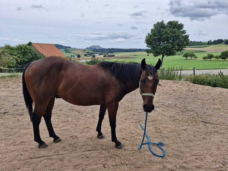 Appaloosa, Wallach in LauchheimLauchheim-Röttingen