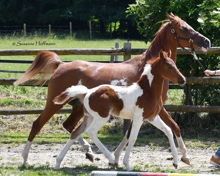 Arabisches Partbred, Hengst in Gödenroth