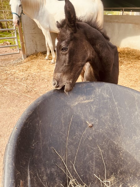Arabisches Partbred, Hengst in Enkenbach-Alsenborn
