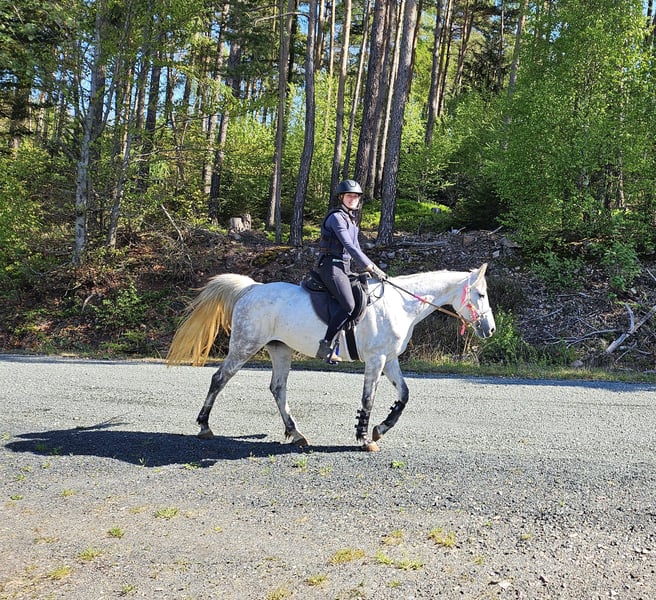 Arabisches Partbred, Stute in Lahntal