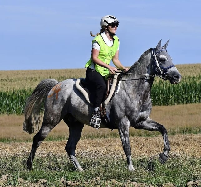 Arabisches Partbred, Wallach in Kirchroth