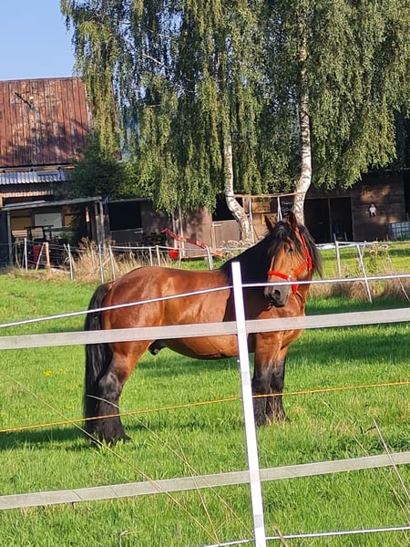 Ardenner, Hengst in Blankenheim