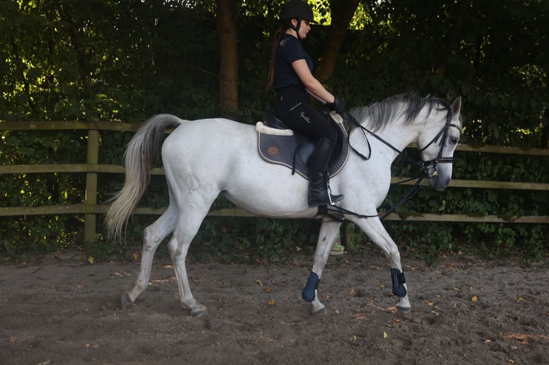 Asil Araber, Stute in BosauBosau