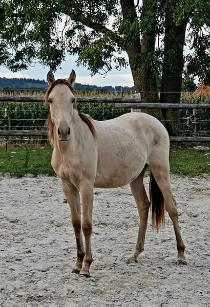 Azteca, Hengst in Bünde
