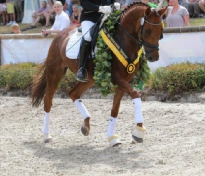 Baden Württemberger, Stute in Wald
