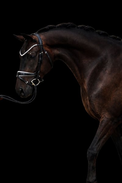 Baden Württemberger, Wallach in Trochtelfingen