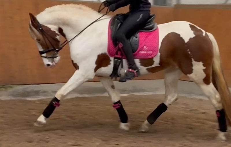 Barockpinto, Stute in Saarlouis