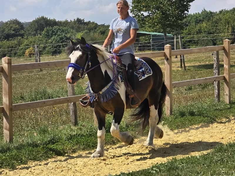 Barockpinto, Wallach in Linkenbach