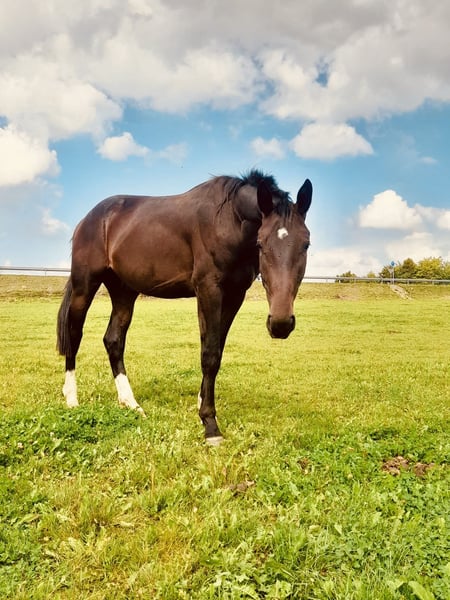Bayerisches Warmblut, Hengst in Königsbrunn