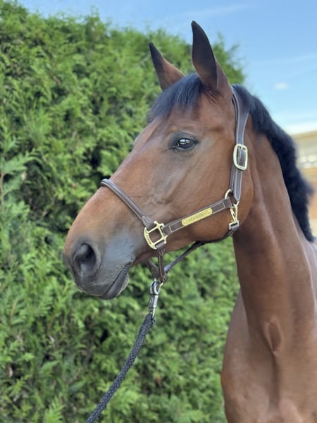 Bayerisches Warmblut, Stute in Limburg an der Lahn