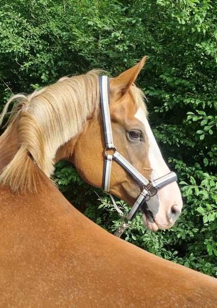 Bayerisches Warmblut, Stute in Fulda