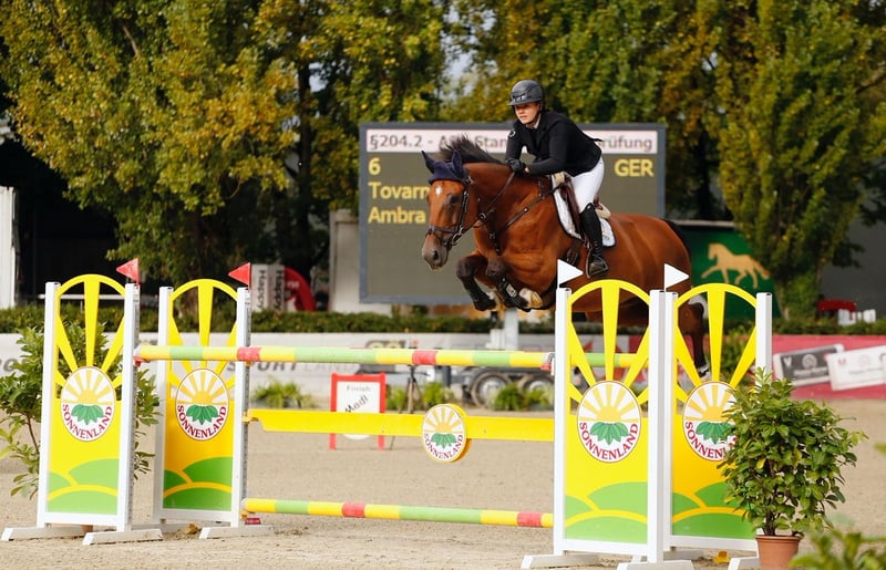 Bayerisches Warmblut, Stute in Pfaffenhofen an der Ilm