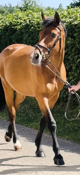 Bayerisches Warmblut, Stute in Memmingen