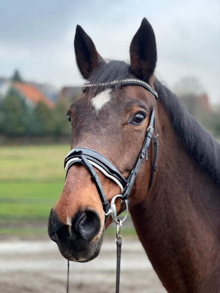 Bayerisches Warmblut, Stute in Visselhövede