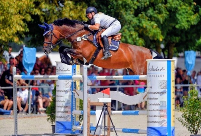 Bayerisches Warmblut, Stute in Seester