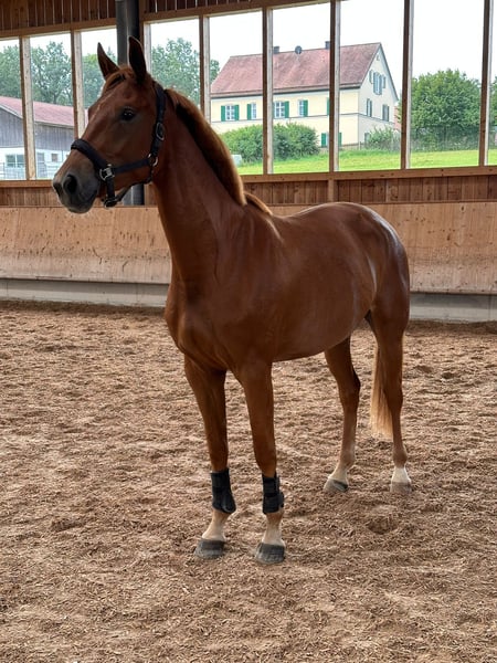 Bayerisches Warmblut, Stute in Moosburg