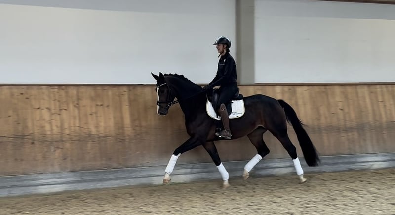 Bayerisches Warmblut, Stute in Rottenburg an der Laaber
