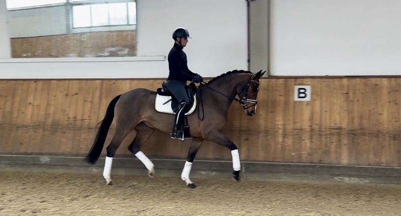 Bayerisches Warmblut, Stute in Rottenburg an der Laaber