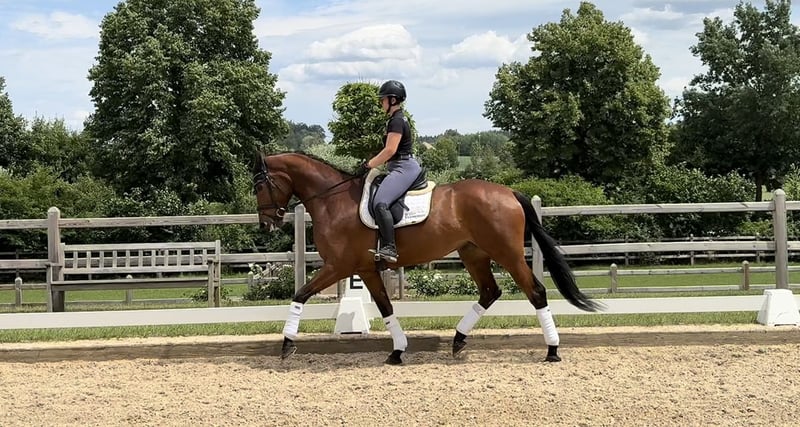 Bayerisches Warmblut, Stute in Rottenburg an der Laaber