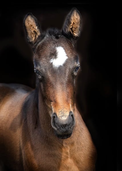 Bayerisches Warmblut, Stute in Bayrischzell