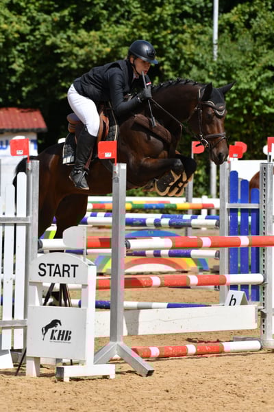 Bayerisches Warmblut, Stute in Weichs