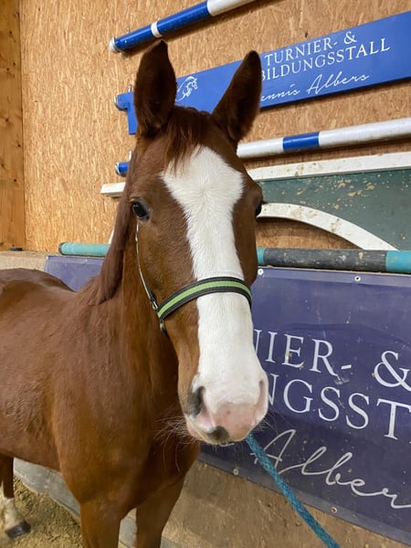 Bayerisches Warmblut, Stute in Karlsfeld