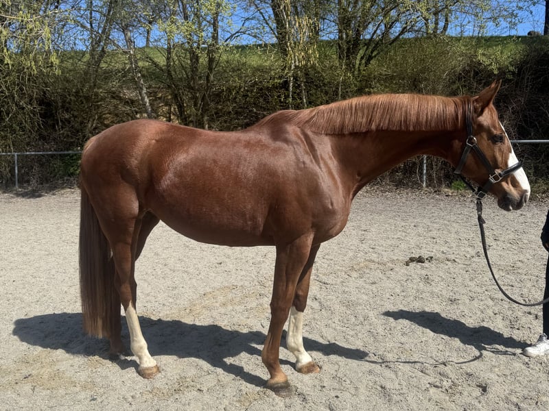 Bayerisches Warmblut, Stute in Witzmannsberg