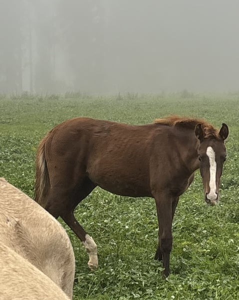 Bayerisches Warmblut, Stute in Bad Berneck im Fichtelgebirge
