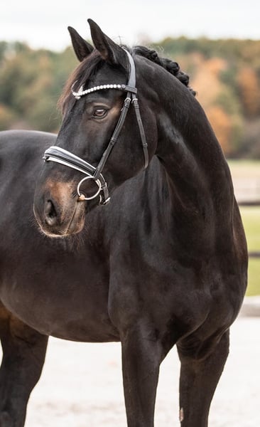 Bayerisches Warmblut, Wallach in Kümmersbruck