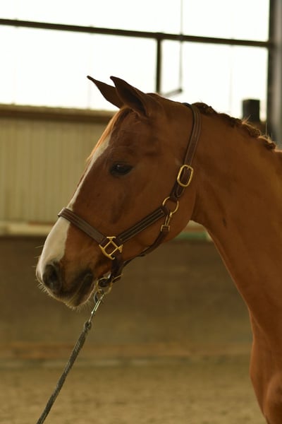 Bayerisches Warmblut, Wallach in Geilenkirchen