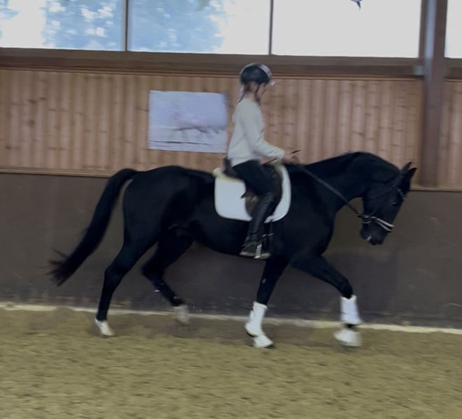 Bayerisches Warmblut, Wallach in Wolnzach
