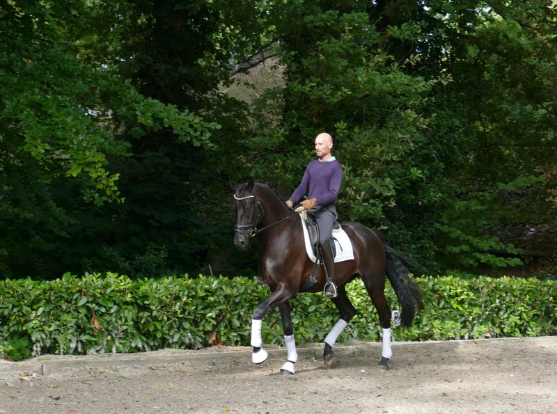 Bayerisches Warmblut, Wallach in Hemslingen