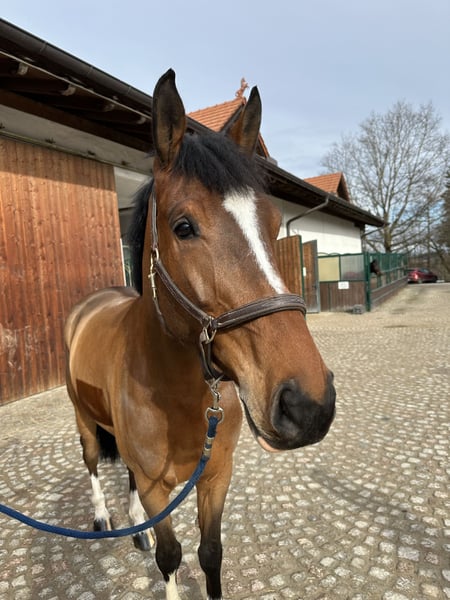 Bayerisches Warmblut, Wallach in Kirchanschöring