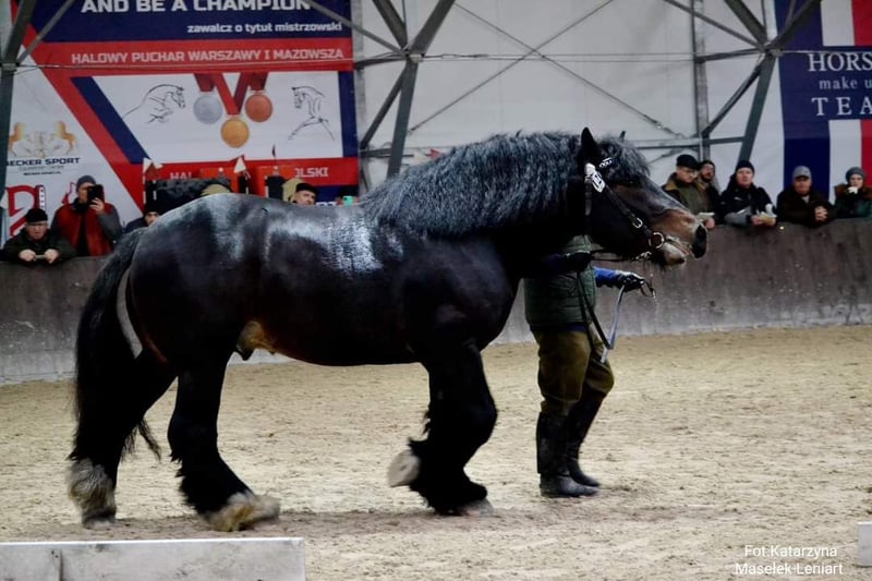 Belgian Draft Stallion 3 years 15,3 hh Bay-Dark in Kiernozia