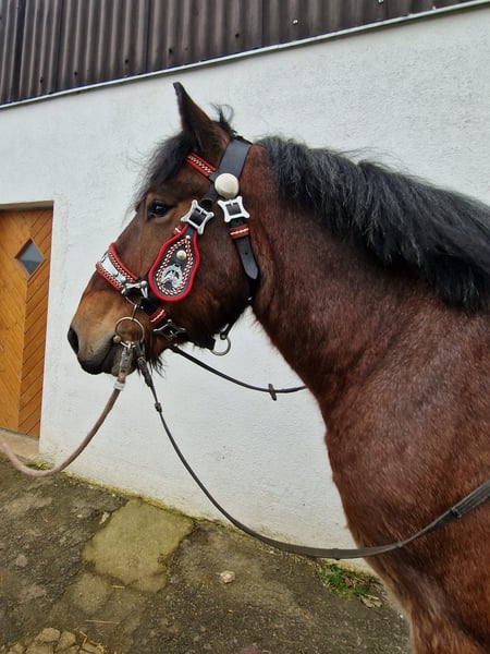 Belgisches Kaltblut, Wallach in Nettersheim