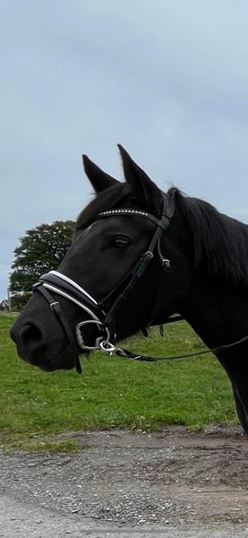 Belgisches Reitpony, Stute in Lindlar