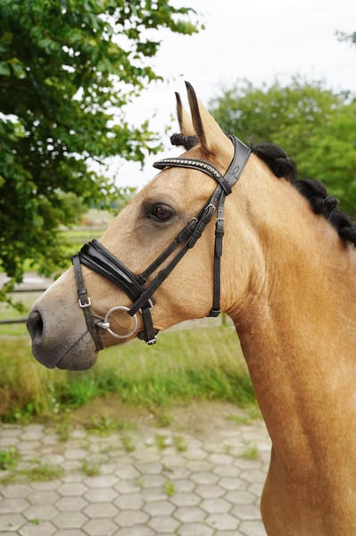 Belgisches Reitpony, Stute in Buchholz in der Nordheide