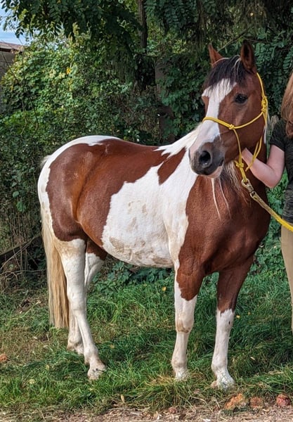 Belgisches Reitpony, Wallach in Fürth