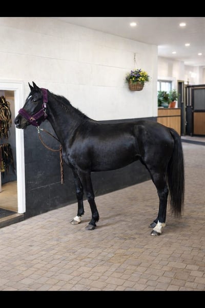 Belgisches Sportpferd, Stute in Vienenburg