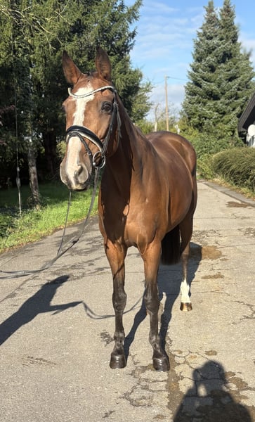 Belgisches Sportpferd, Stute in Niederkassel