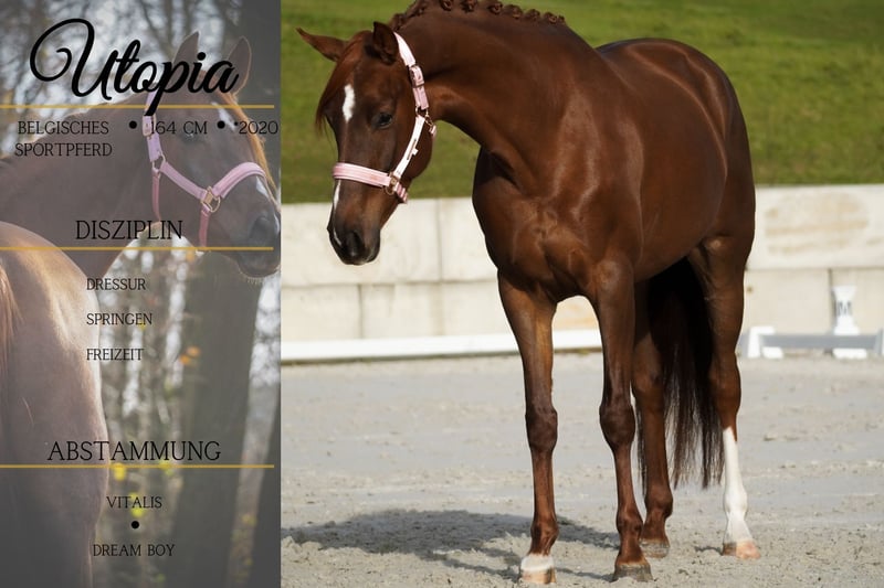 Belgisches Sportpferd, Stute in Berg bei Neumarkt in der Oberpfalz