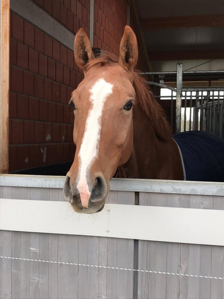 Belgisches Warmblut, Stute in Gerstetten