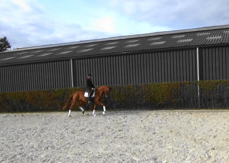 Belgisches Warmblut, Stute in Mönchengladbach