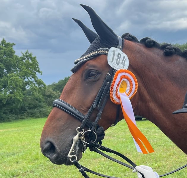 Belgisches Warmblut, Wallach in Frechen